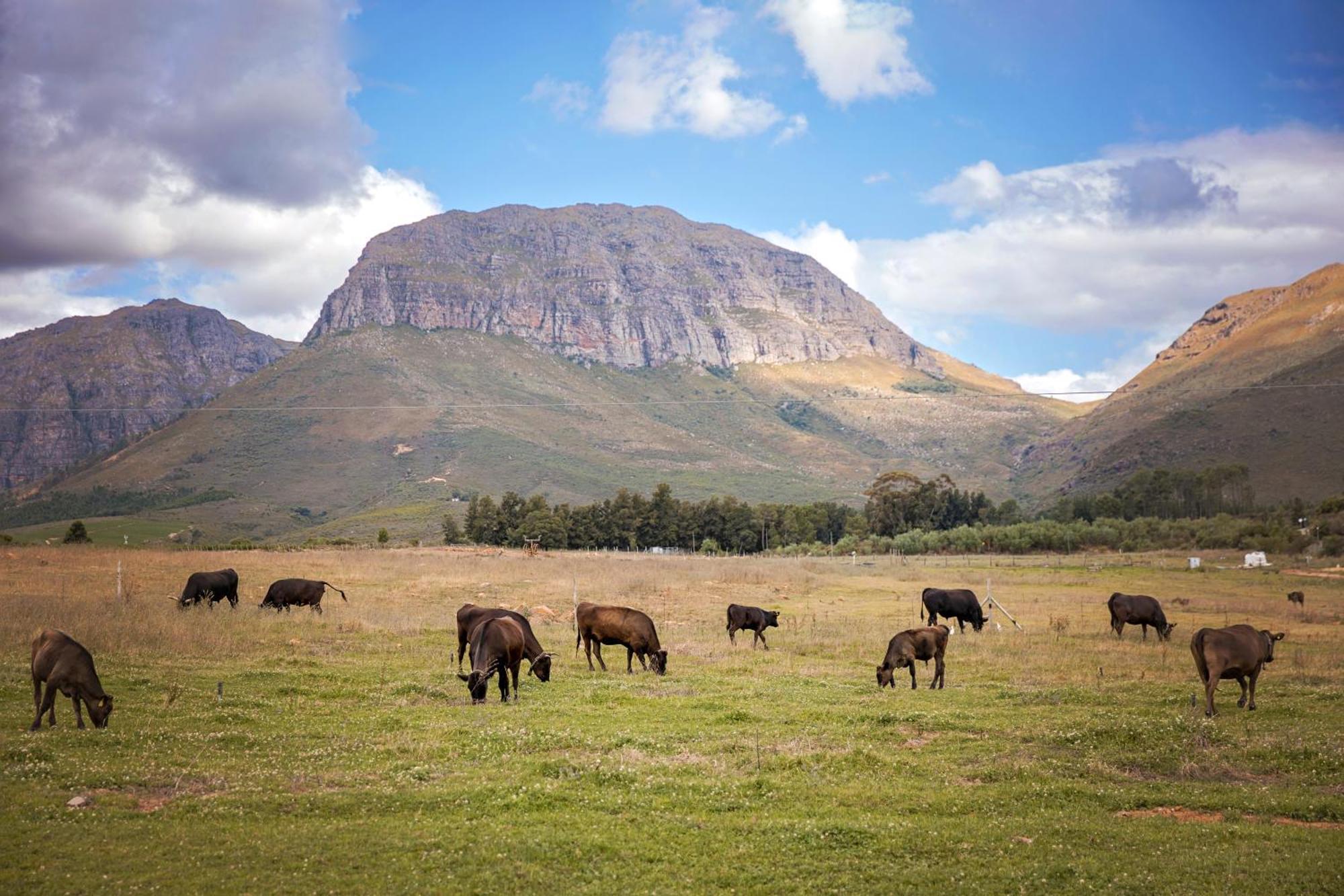 Hotel Wagyu Mountain
